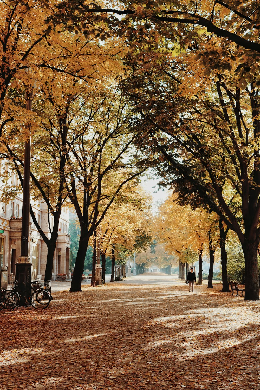 photo of yellow and green trees