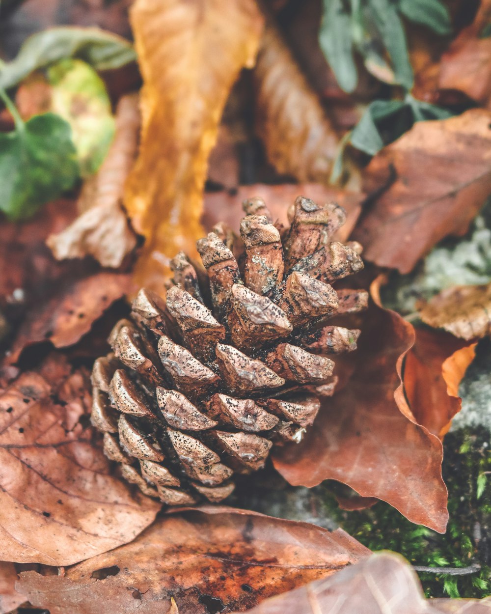 brown pine cone