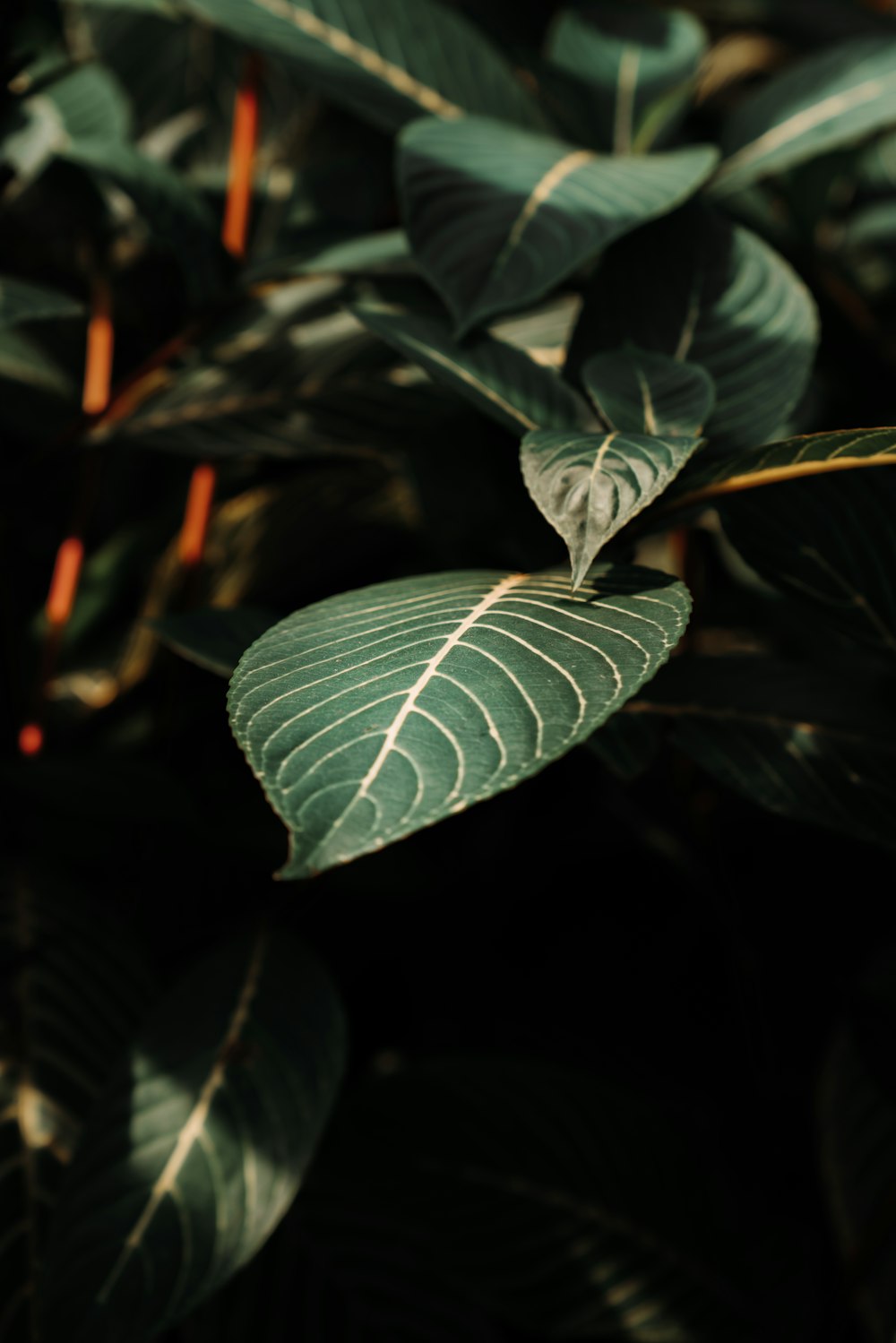fotografia em close-up de planta de folhas verdes