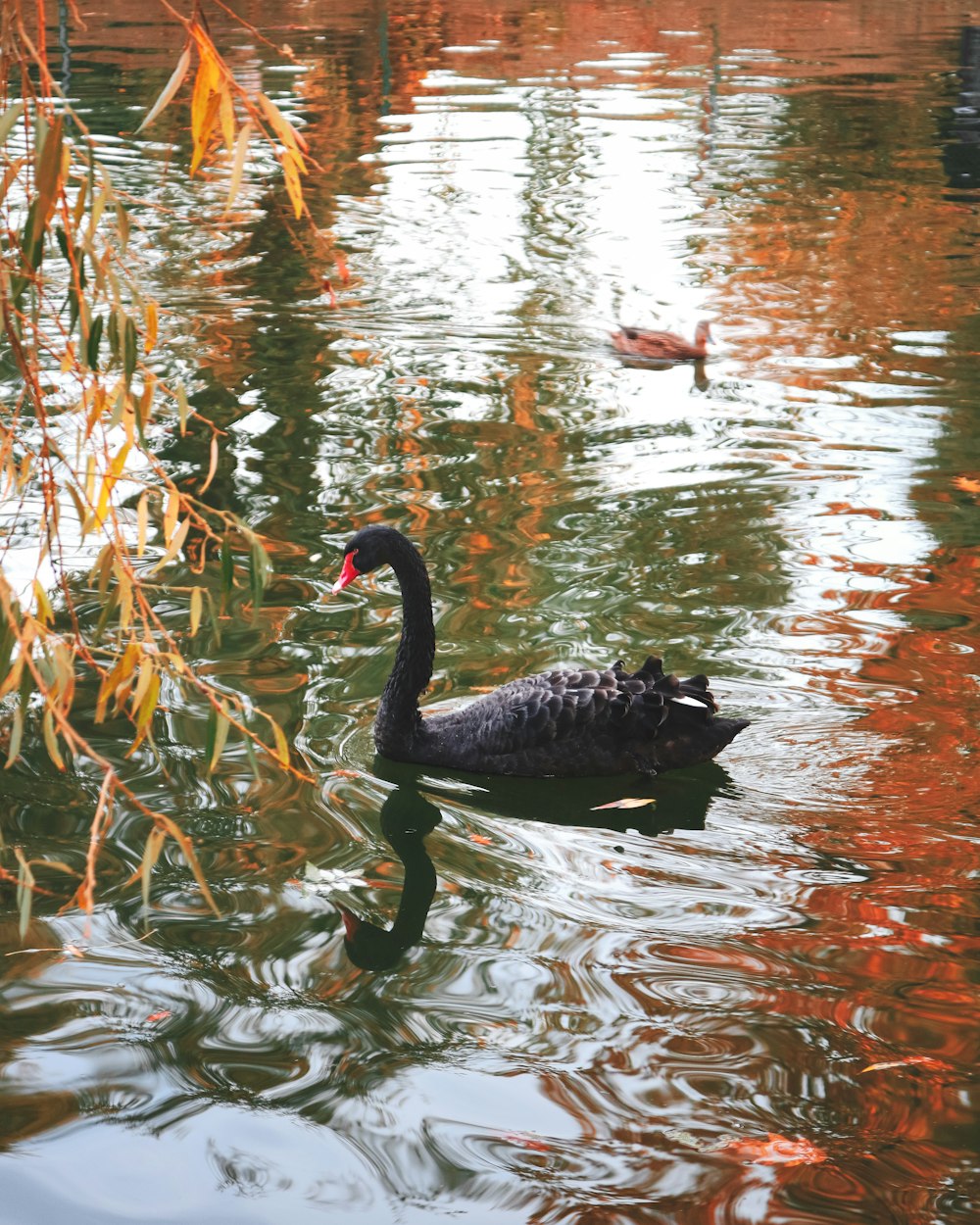 shallow focus photo of black duck on body of water