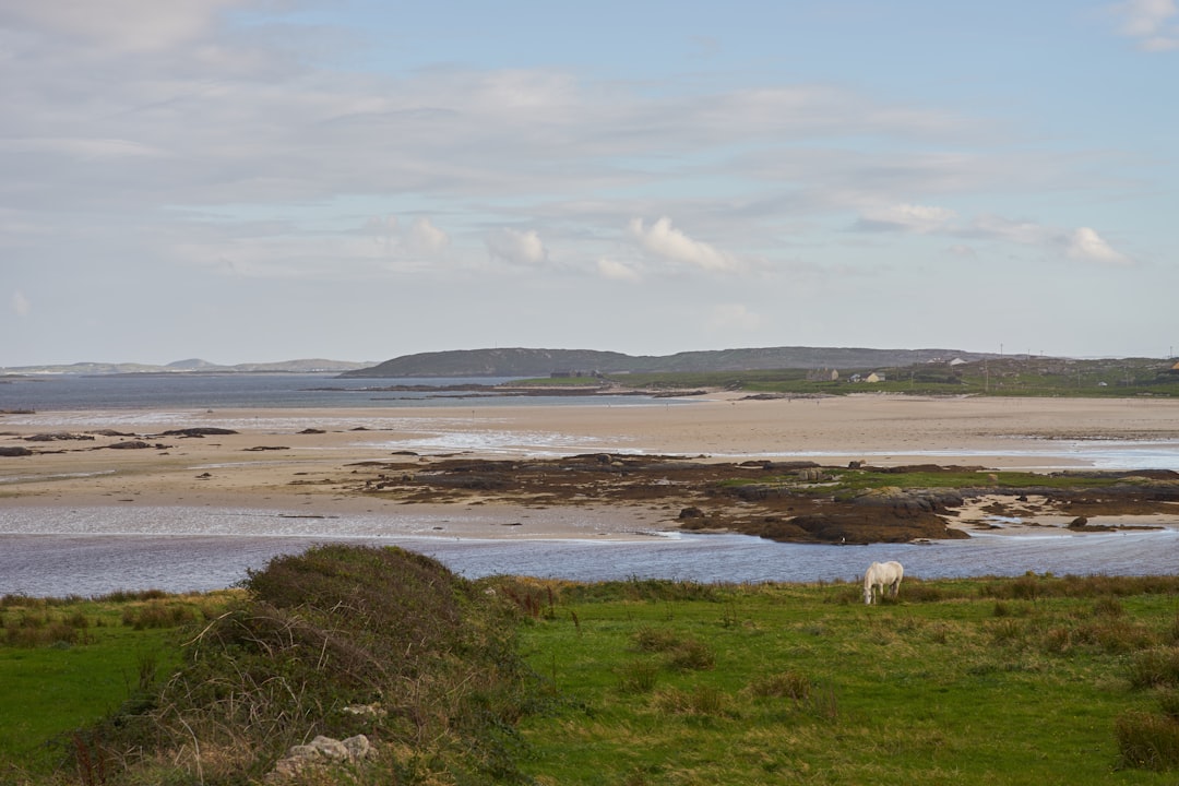 white horse on grassland beside body of water