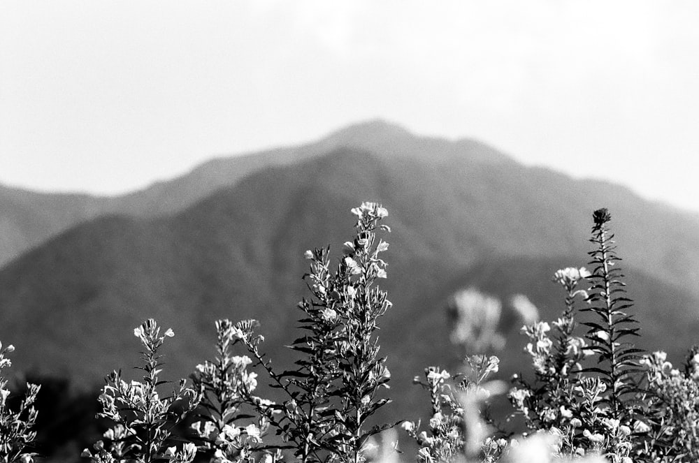 plants and mountain