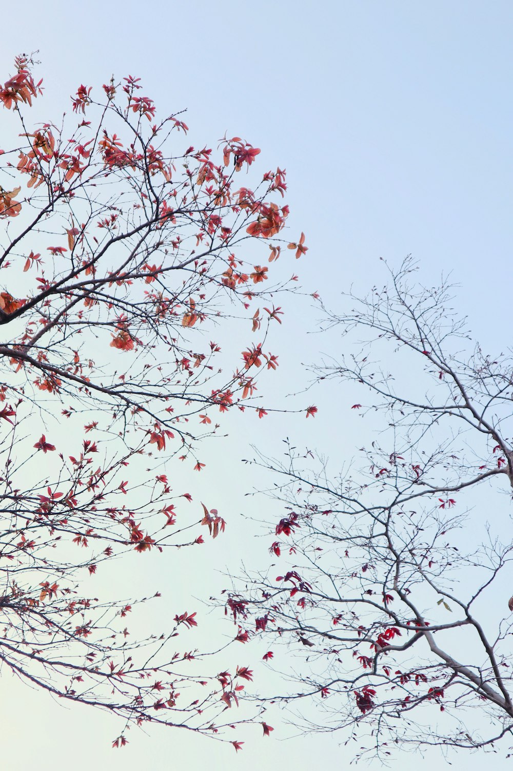 bare trees during daytime