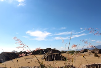 A vast archaeological site with ancient stone structures and pyramids under a clear blue sky. Tall grasses with sparse flowers in the foreground add a natural element to the scene. People are scattered across the open area, providing a sense of scale to the historic ruins.