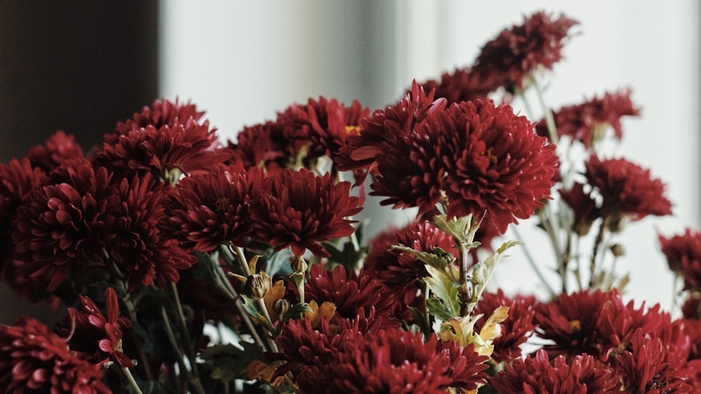 shallow focus photo of red flowers