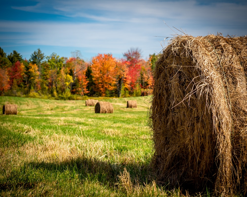 brown bale macro photography