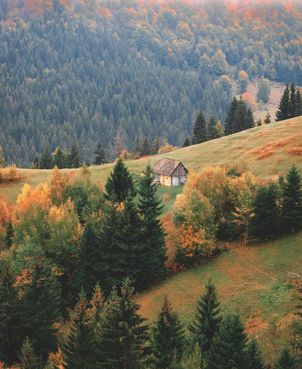 green-leafed trees during daytime