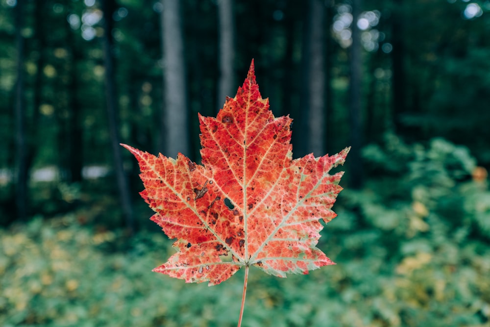selective focus photography of green maple leaf