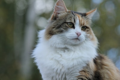 Maine Coon cat
