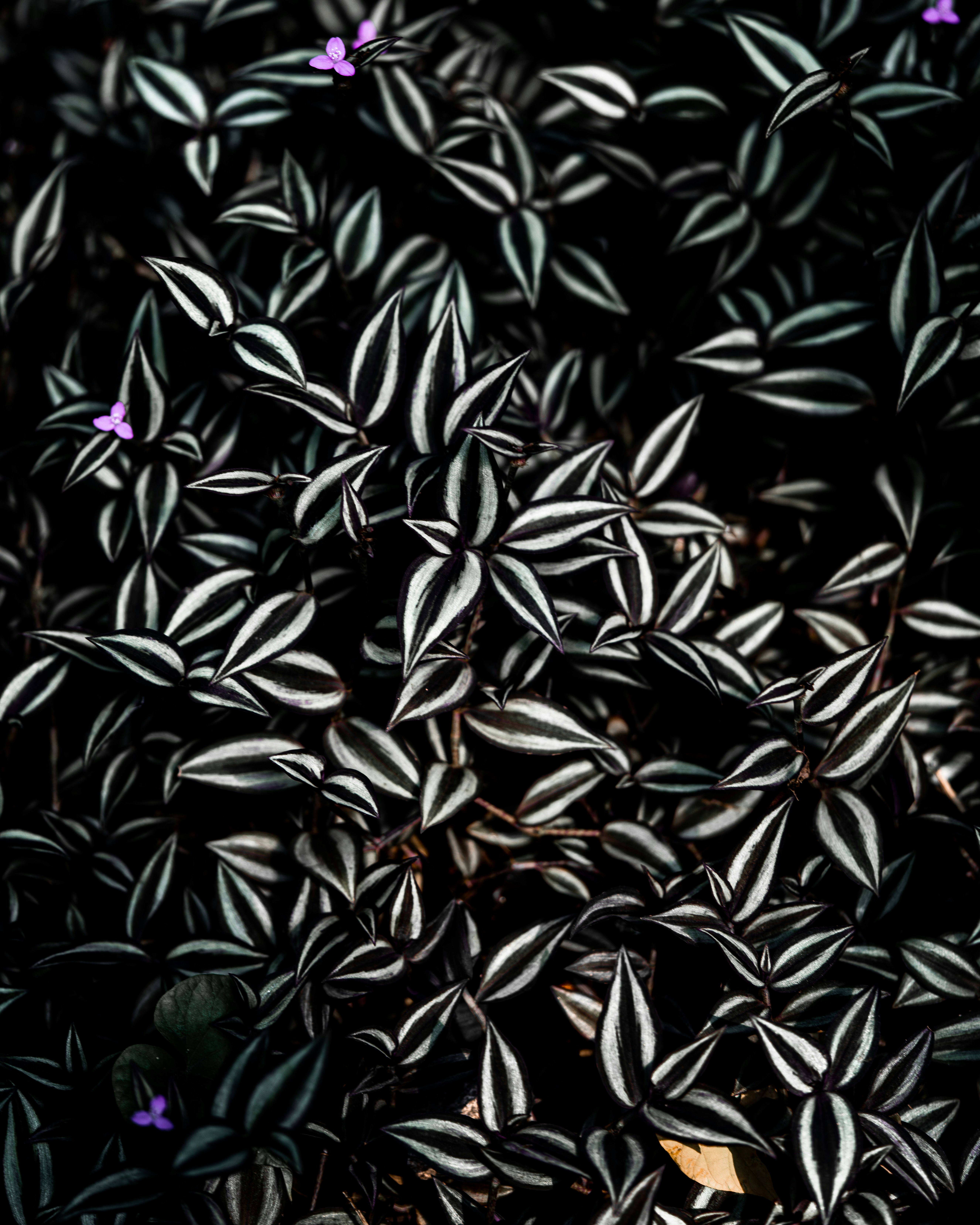 A.H.W. Furey Novel Series