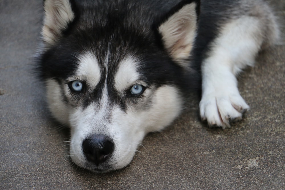 black and white Siberian husky