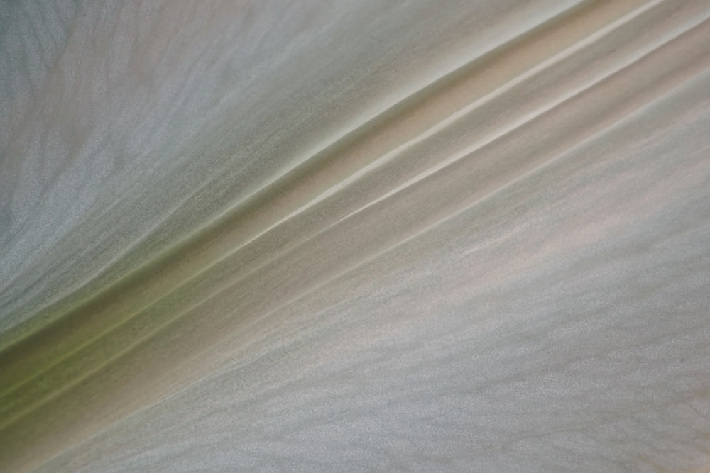 a close up of a white flower with a blurry background