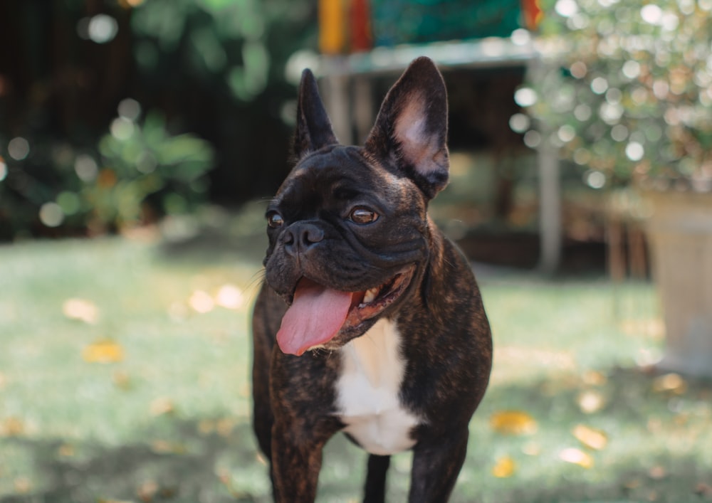 black and white coated pug