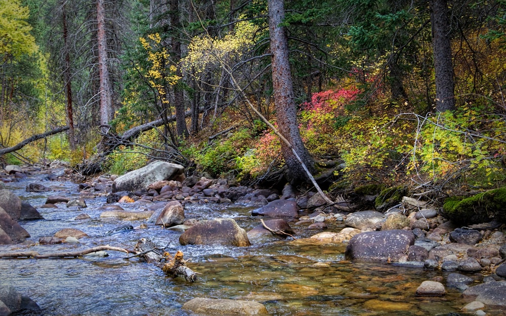 river surrounded by trees