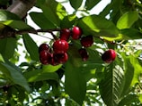 Clusters of ripe red cherries hang from a tree branch, surrounded by lush green leaves. Sunlight filters through the foliage, creating a dappled effect on the leaves and cherries.