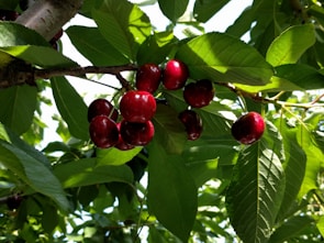Clusters of ripe red cherries hang from a tree branch, surrounded by lush green leaves. Sunlight filters through the foliage, creating a dappled effect on the leaves and cherries.