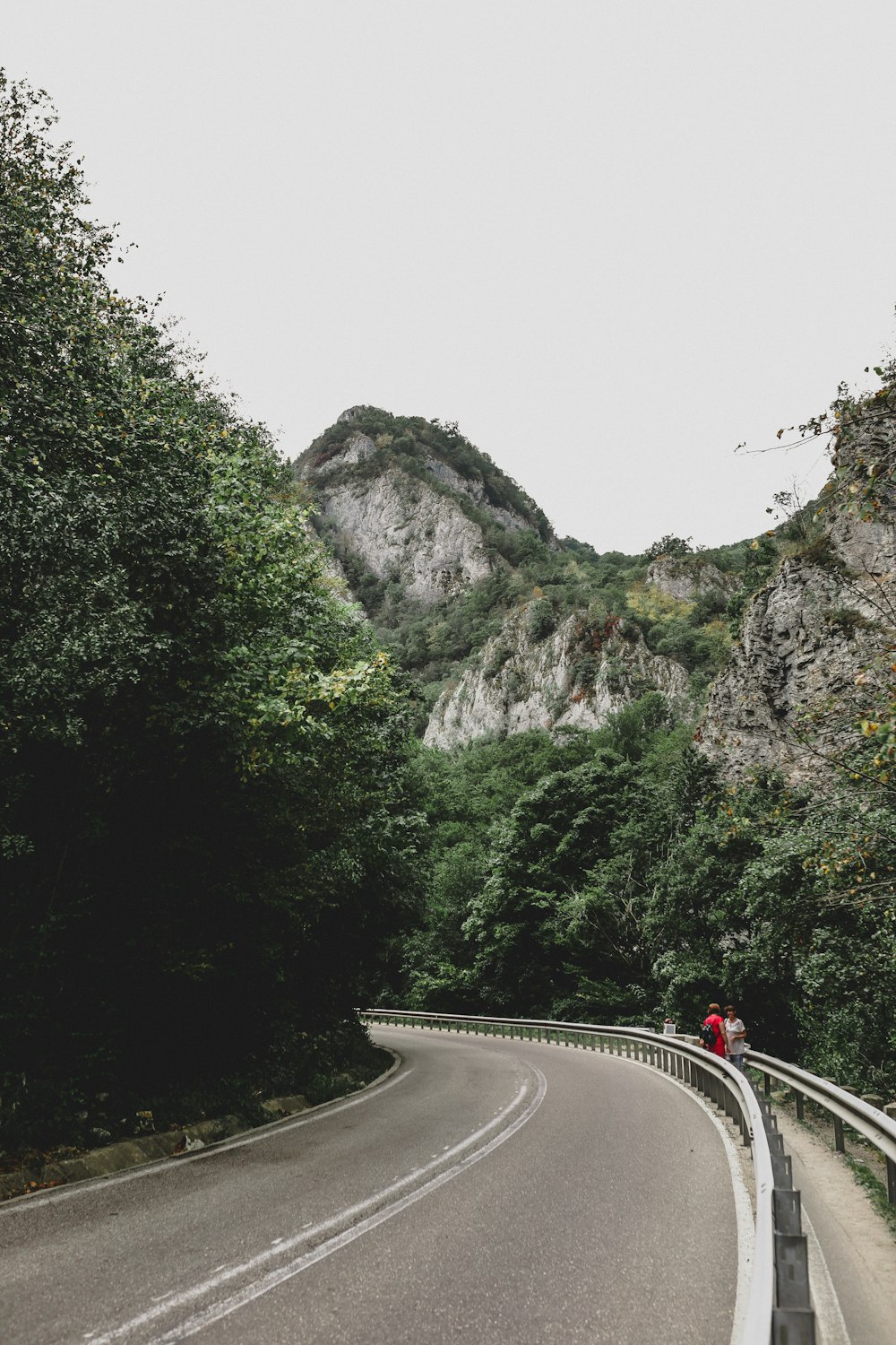 green trees and curved road