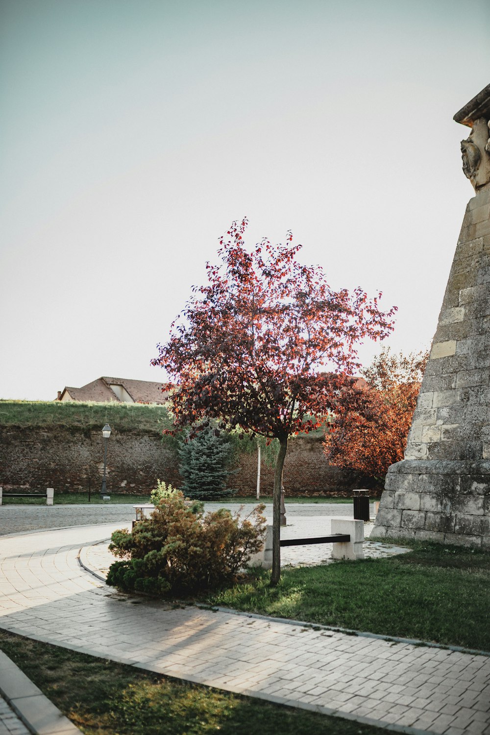 pink leaf plant near gray concrete pathway during daytime