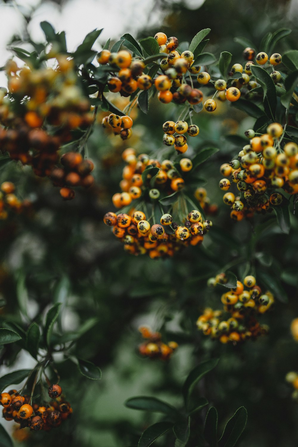 round orange fruits