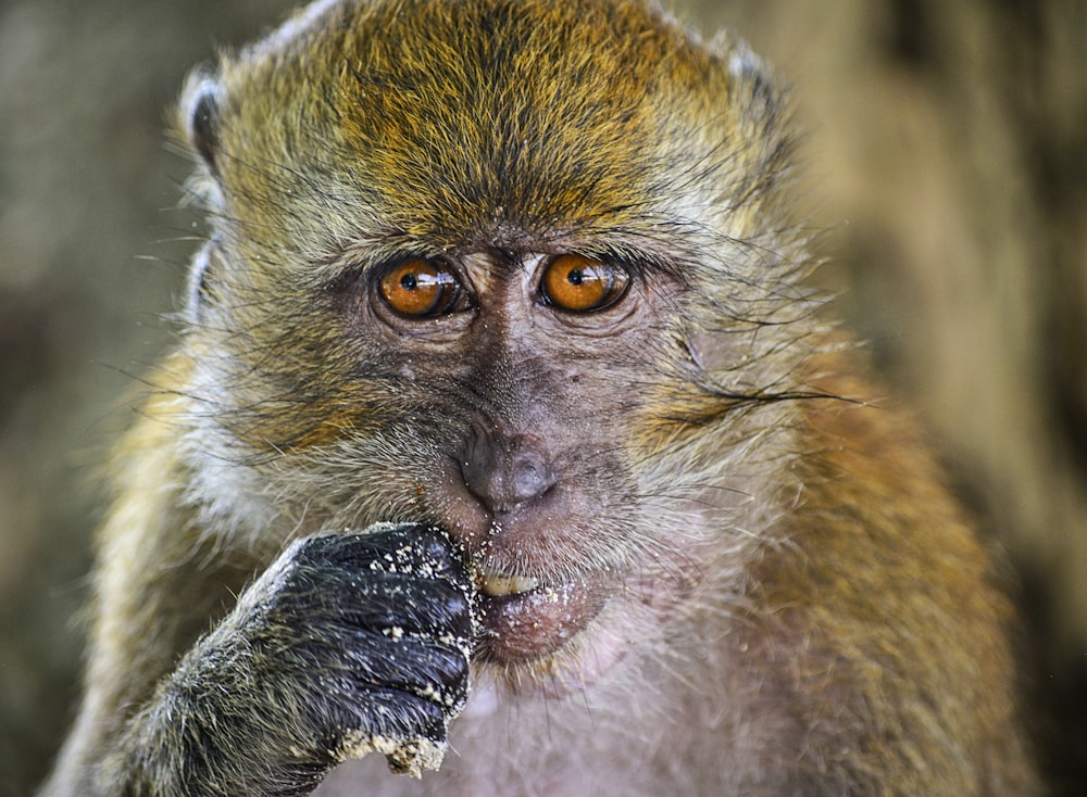 brown monkey in close-up photography