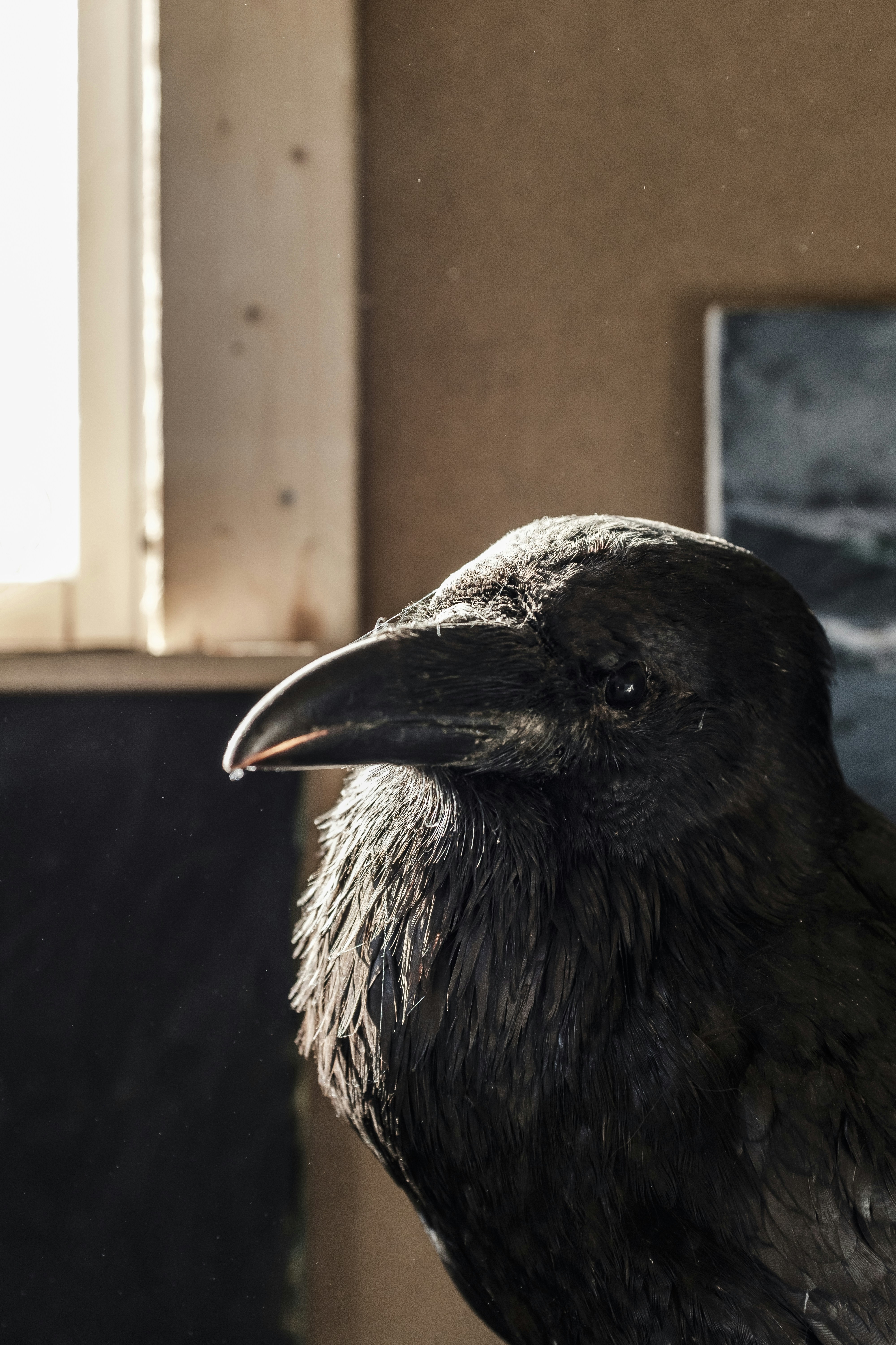 黒いカラスの写真 Unsplashで見つける動物の無料写真