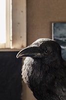 A raven is positioned in a dimly lit room, partially illuminated by light coming from a window on the left side. The bird's glossy black feathers catch the light, highlighting their texture, while the surrounding environment has a muted, earthy tone.