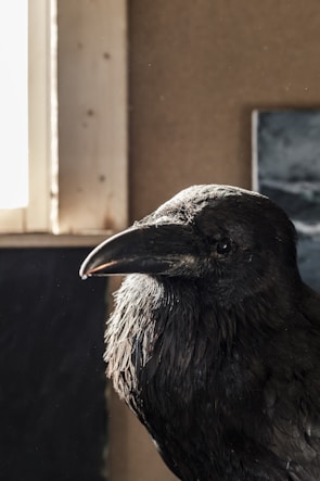A raven is positioned in a dimly lit room, partially illuminated by light coming from a window on the left side. The bird's glossy black feathers catch the light, highlighting their texture, while the surrounding environment has a muted, earthy tone.