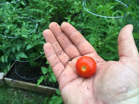 Walid smiling while holding a freshly picked tomato from his garden.