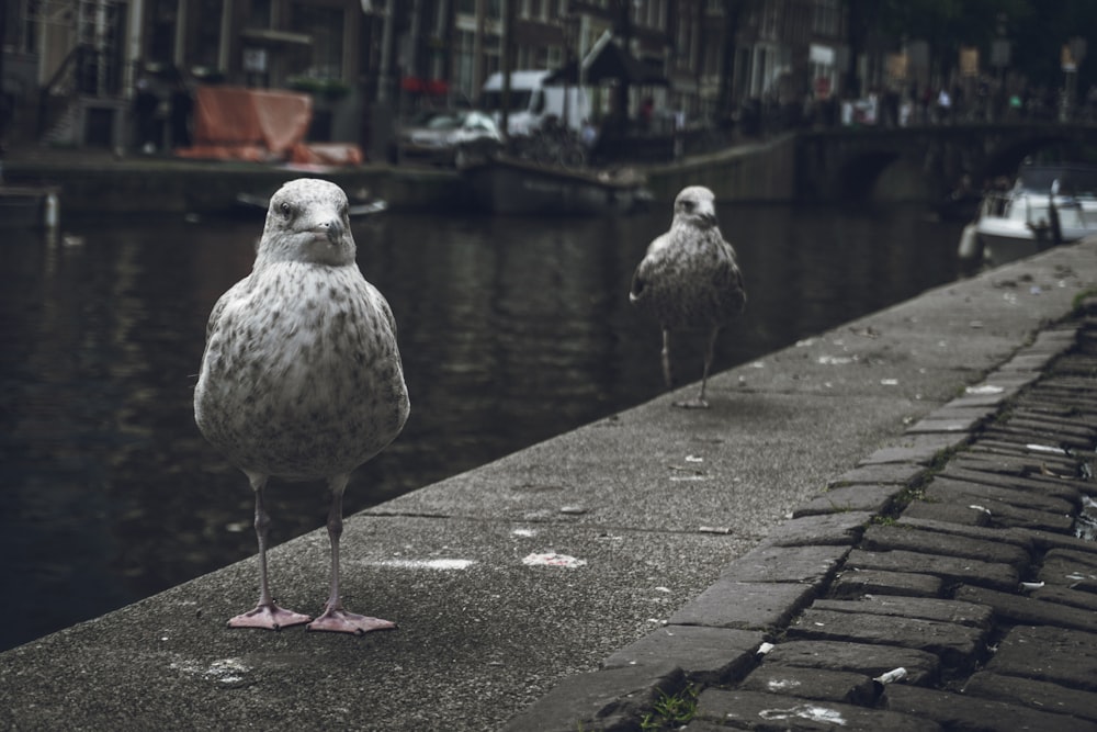 birds near river