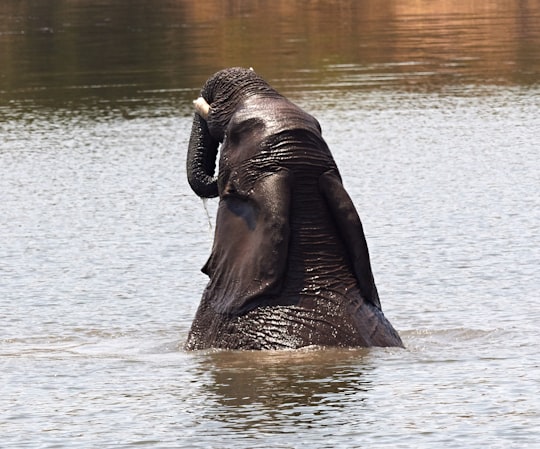 None in Pilanesberg National Park South Africa