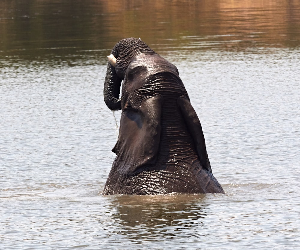 an elephant standing in a body of water