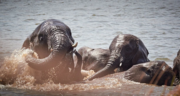 A joyful group of travelers watching elephants bathe in a serene waterhole.