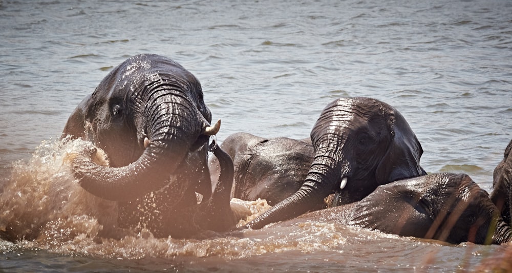 grey elephants during daytime