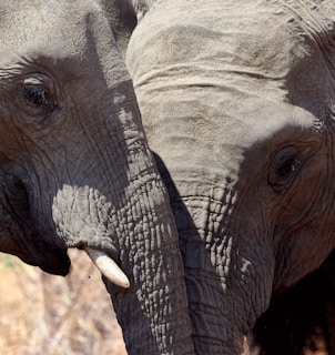Two young elephants are closely positioned, displaying their textured skin and tusks. The gentle interaction and proximity suggest a bond or companionship between the animals.