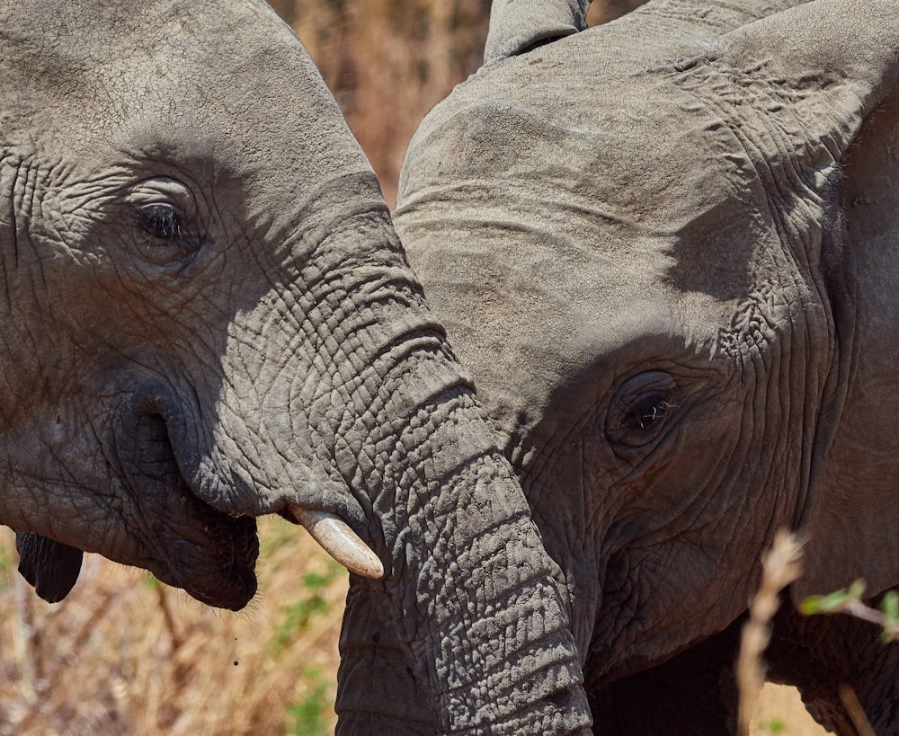 two gray elephants standing side by side during daytime