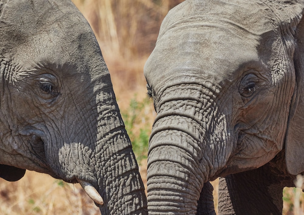 two gray elephants