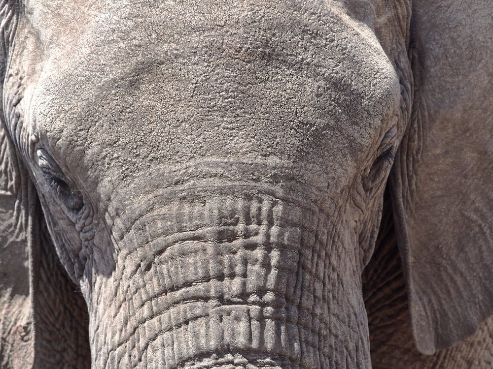 grey elephant in close-up photography