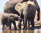 three elephants near body of water