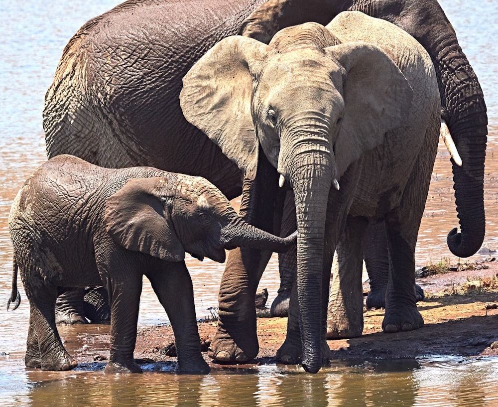 three elephants near body of water