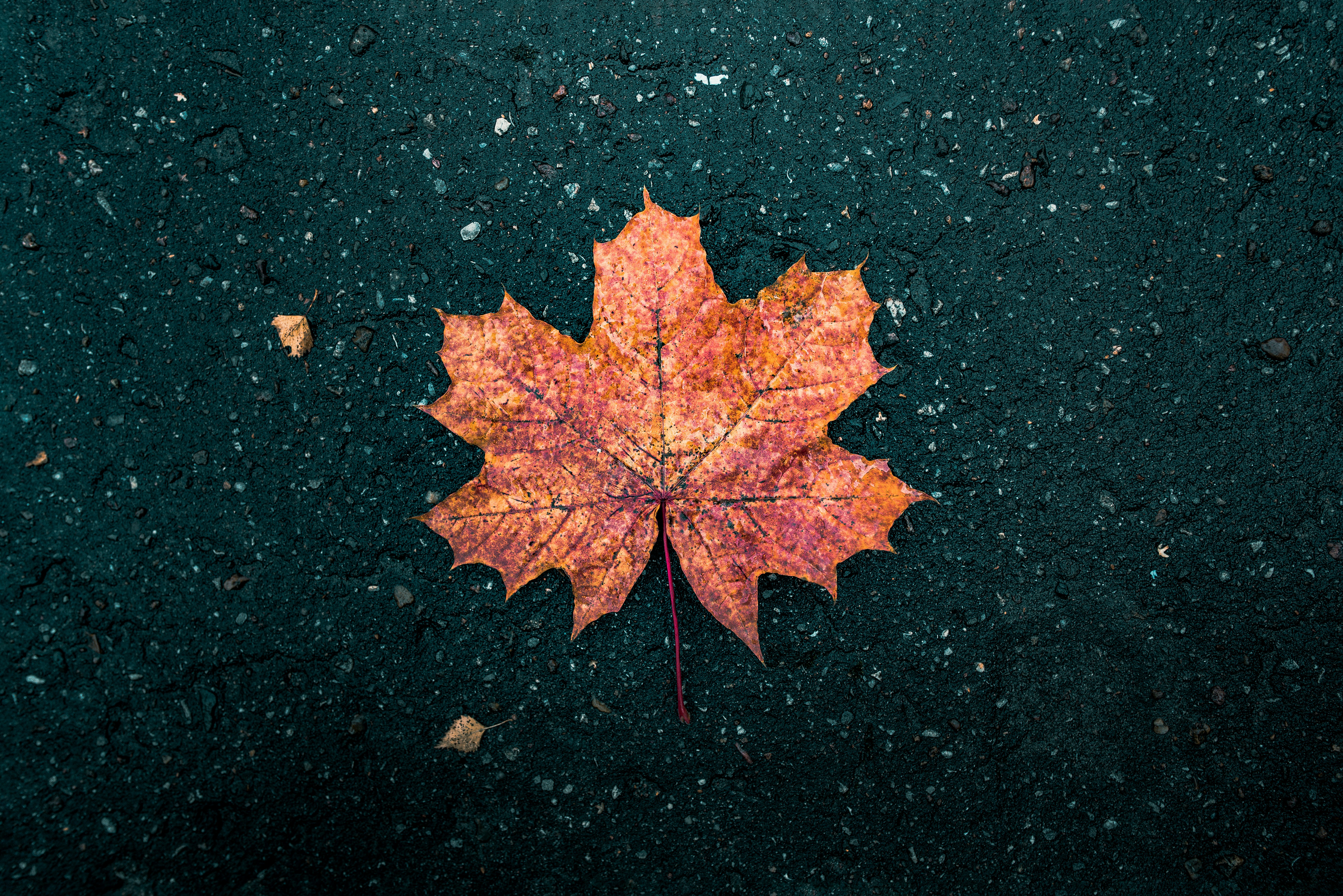 Photo by photonomikon