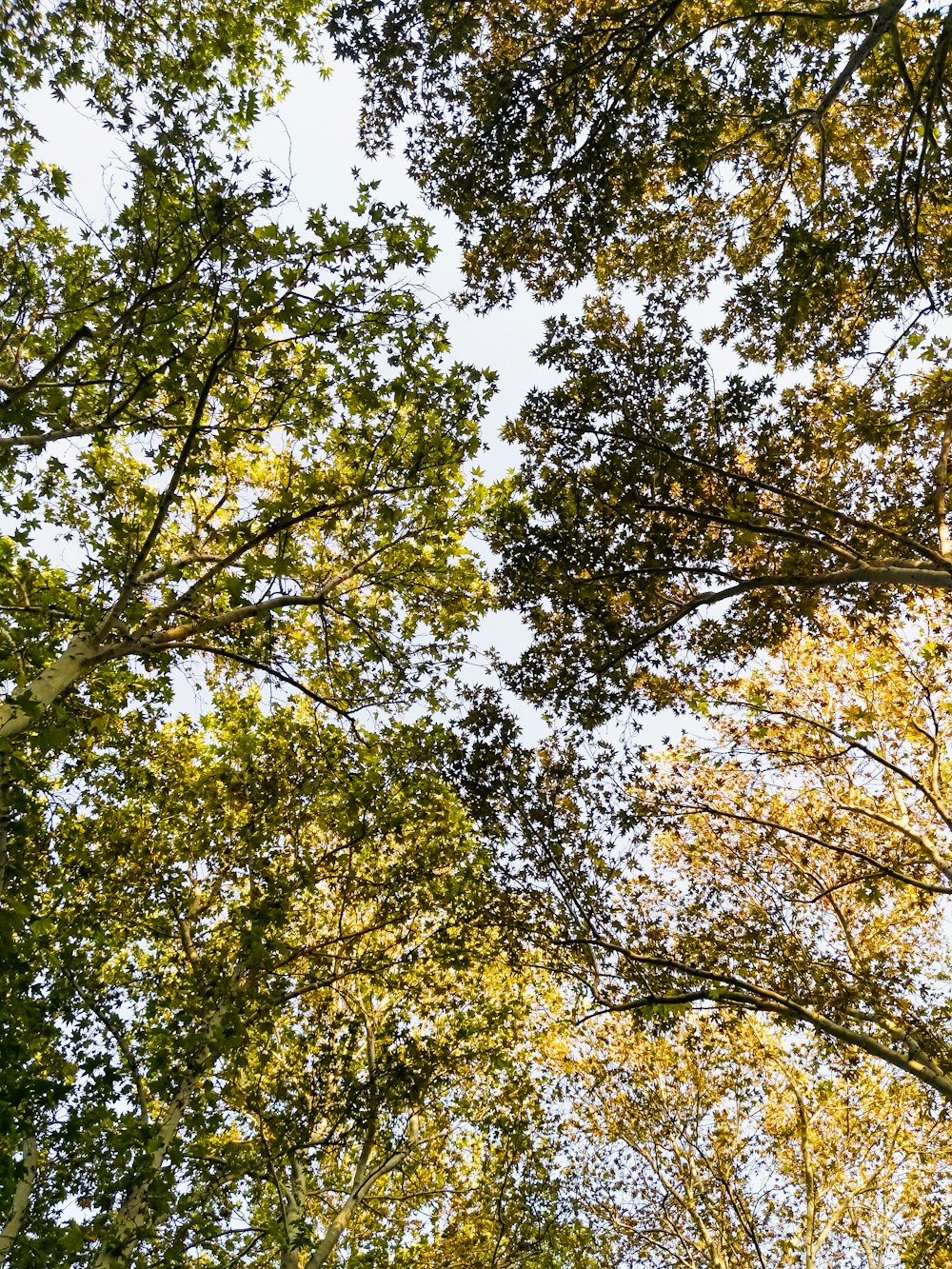 low-angle photography of green leaf trees