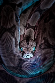 brown and black snake