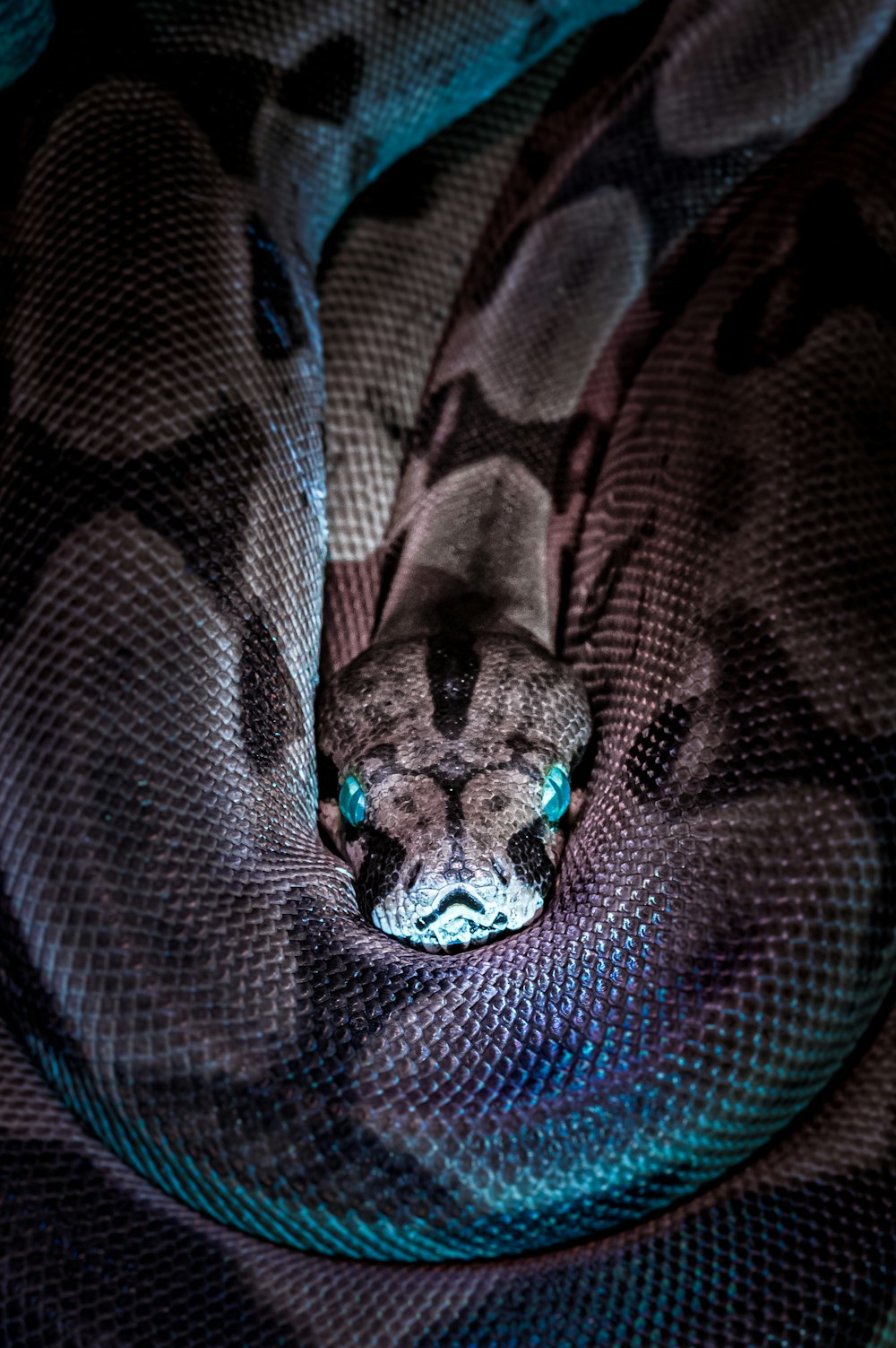 serpiente marrón y negra