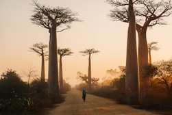 Avenue of the Baobabs, Madagascar during day