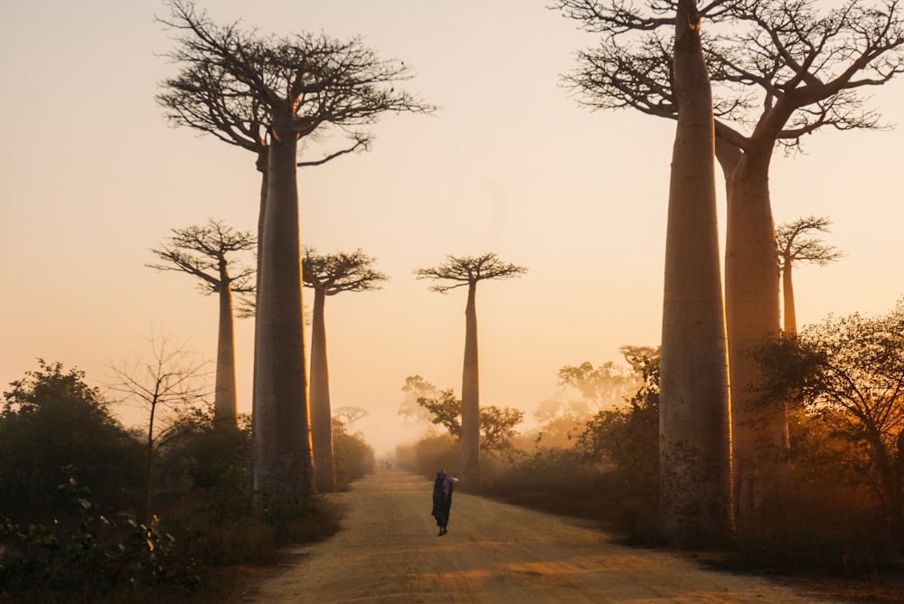 Avenue of the Baobabs, Madagascar during day