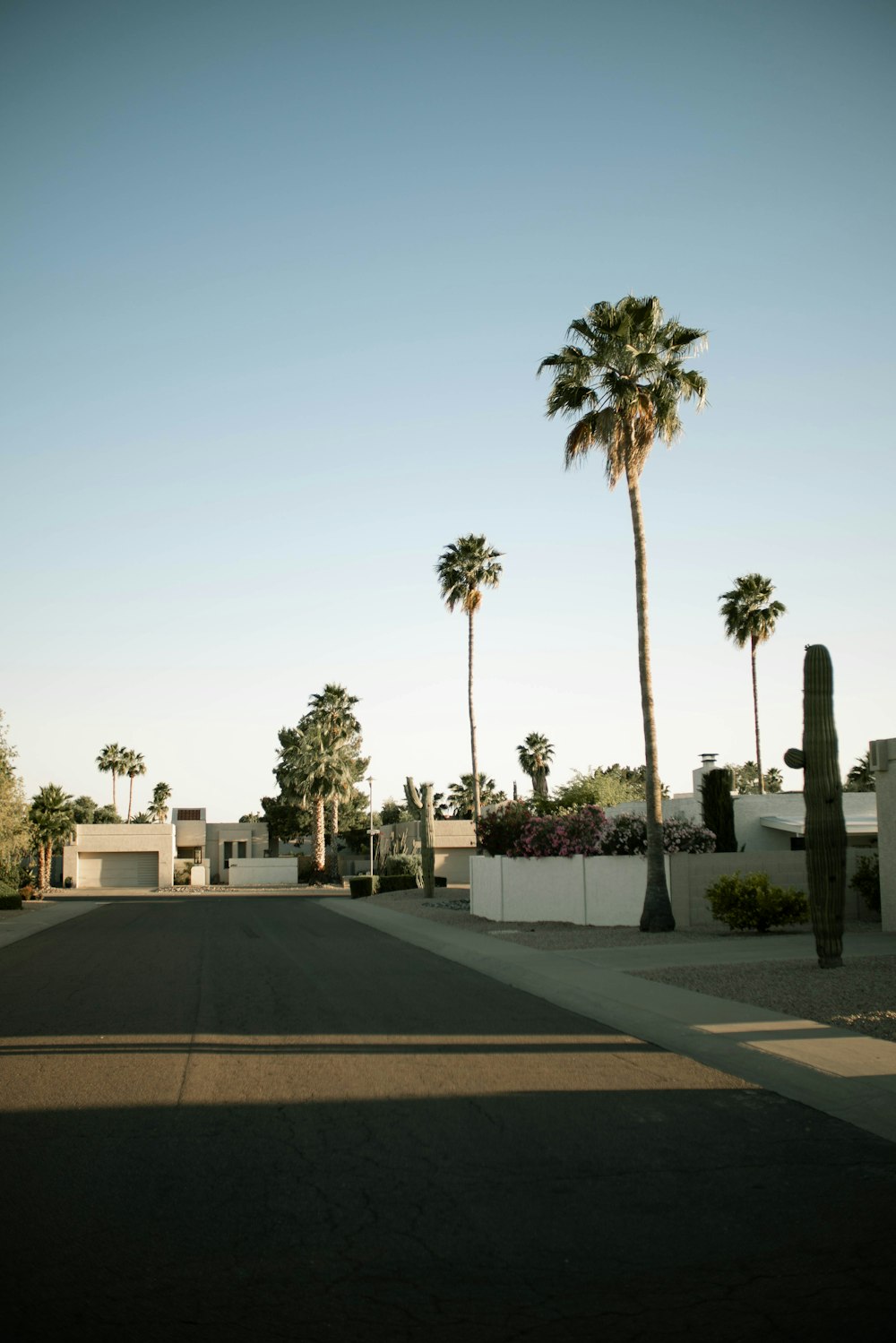 green palm trees beside road