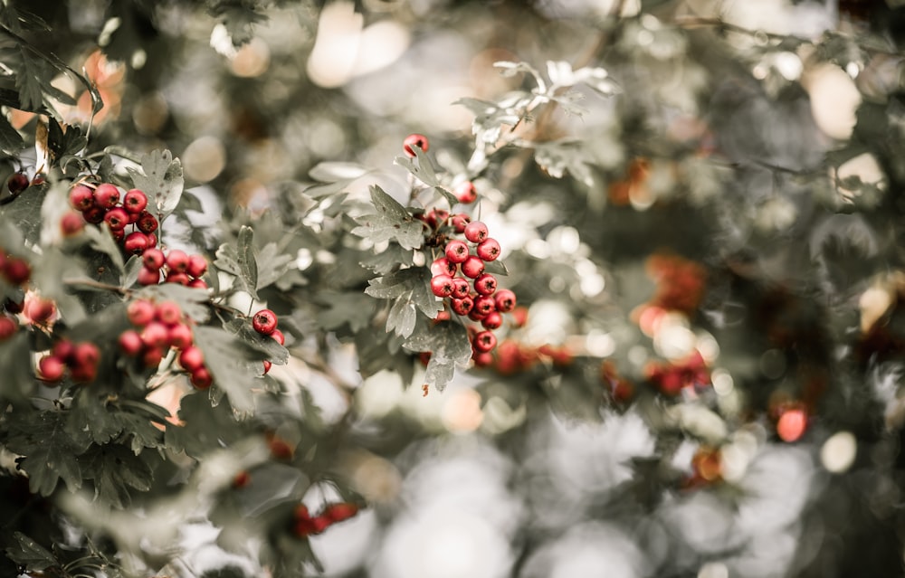 round red berries during daytime