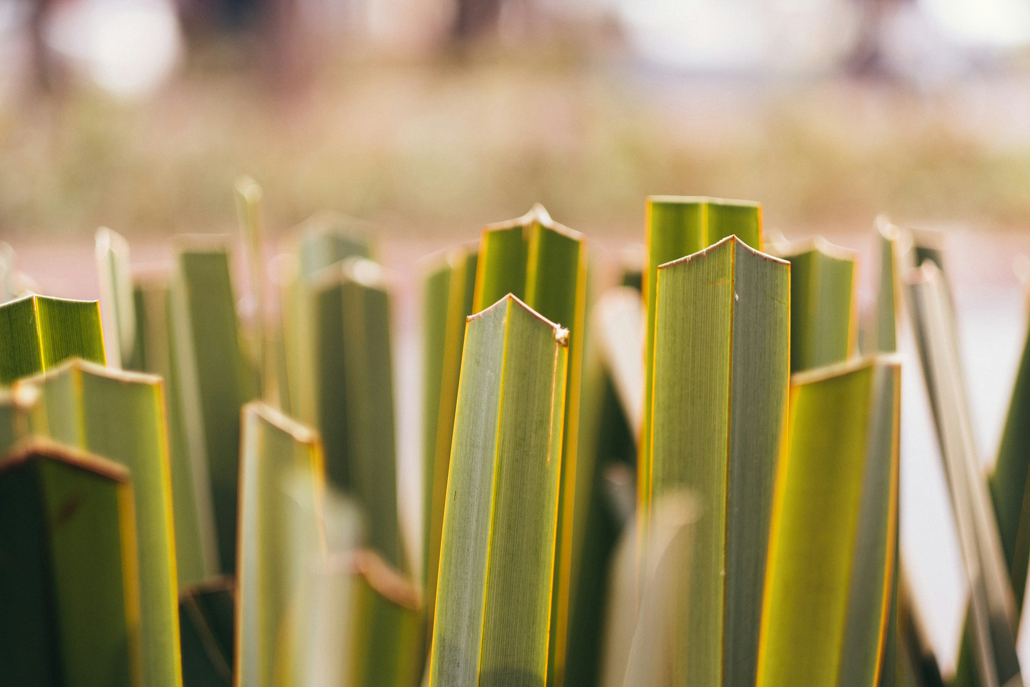 close-up photography of green linear leafed plant