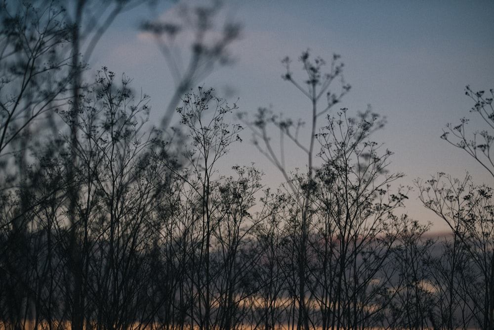 a view of the sky through the branches of a tree