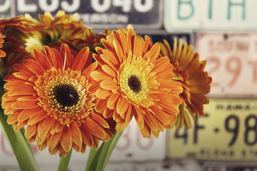 a close up of three orange flowers in a vase